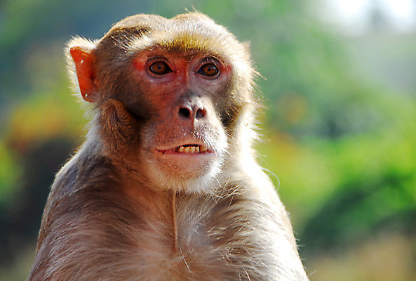 포토 JPG 해외이미지 동물 생물 털 동물원 사람없음 갈색 원숭이 치아 유인원 해외202004 해외포토 컬러 포유류 소화기관 파일형식 이미지허브