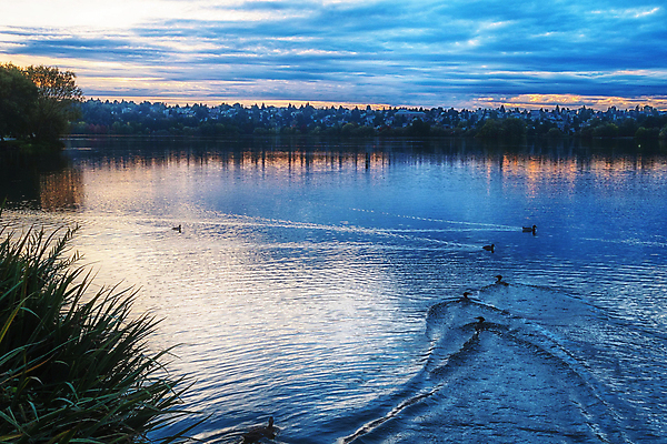 포토 JPG 해외이미지 동물 조류 오리 사람없음 물 도시 시애틀 해외202004 해외포토 자연요소 파일형식 이미지허브