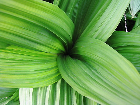 포토 JPG 해외이미지 나무 식물 꽃 자연 하늘 산 노르웨이 사람없음 빨간색 초록색 여름 태양 봄 회색 바위 흰색 해외202004 해외포토 자연요소 계절 유럽 컬러 돌_바위 생태계 파일형식 이미지허브