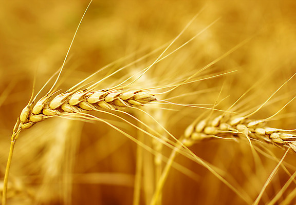 포토 JPG 해외이미지 식물 음식 빵 줄기 밭 농업 자연 건조 옥수수 씨앗 풍경 사람없음 여름 농작물 농장 농경지 노란색 식사 수확 성장 황금 닫기 낟알 시리얼 밀 귀 밀짚 밭일 숙성 호밀 해외202004 해외포토 계절 산업 컬러 모션 곡류 신체부위 짚 생태계 파일형식 이미지허브