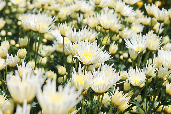 포토 JPG 해외이미지 식물 계절 꽃잎 꽃 분홍색 꽃다발 백그라운드 꽃무늬 패턴 자연 벽지 국화 사람없음 야외 장식 가로 머리 정원 활발 벚꽃 가을 신선 우아함 다발 묘사 원예 많음 해외202004 해외포토 컬러 컨셉 무늬 취미 신체부위 생태계 파일형식 이미지허브