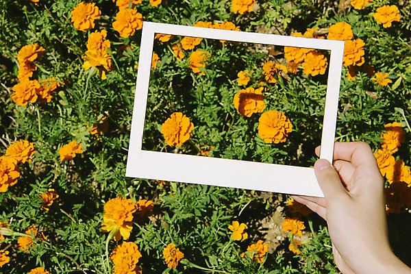 포토 JPG 주간 손 꽃 백그라운드 꽃밭 프레임 한명 들기 풍경 야외 신체부위 페이퍼아트 국내포토 자연요소 식물 1 모션 사람 파일형식