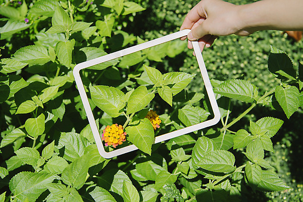 포토 JPG 주간 손 꽃 백그라운드 프레임 한명 들기 풍경 야외 신체부위 페이퍼아트 풀숲 국내포토 자연요소 식물 1 모션 사람 숲 파일형식