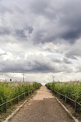 포토 JPG 주간 구름 공원 하늘 서울 풍경 사람없음 야외 산책로 풀 억새 억새밭 하늘공원 국내포토 자연요소 식물 공공시설 길 한국 파일형식