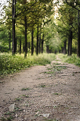 포토 JPG 주간 공원 서울 풍경 사람없음 야외 아웃포커스 산책로 메타세콰이어 메타세콰이어길 하늘공원 국내포토 자연요소 나무 공공시설 길 한국 촬영기법 파일형식