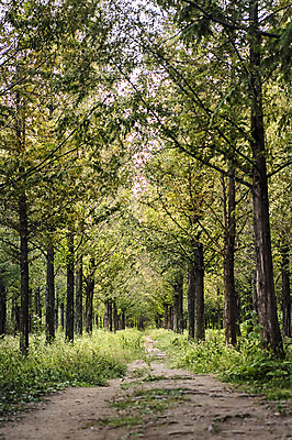 포토 JPG 주간 나무 공원 서울 풍경 사람없음 야외 산책로 메타세콰이어 메타세콰이어길 하늘공원 국내포토 자연요소 식물 공공시설 길 한국 파일형식
