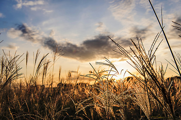 포토 JPG 주간 구름 공원 하늘 서울 풍경 사람없음 야외 아웃포커스 노을 억새 억새밭 하늘공원 국내포토 자연요소 식물 공공시설 한국 촬영기법 파일형식