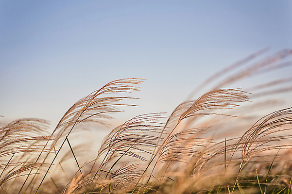 포토 JPG 주간 공원 백그라운드 바람 서울 풍경 사람없음 야외 아웃포커스 흔들림 억새 하늘공원 국내포토 자연요소 식물 공공시설 모션 날씨 한국 촬영기법 파일형식