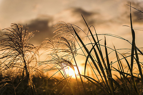 포토 JPG 주간 공원 서울 풍경 사람없음 야외 아웃포커스 노을 풀 억새 억새밭 하늘공원 국내포토 자연요소 식물 공공시설 한국 촬영기법 파일형식