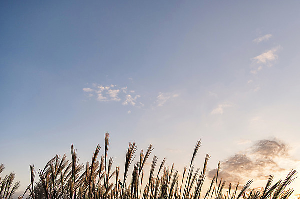 포토 JPG 주간 공원 로우앵글 배경화면 백그라운드 하늘 서울 풍경 사람없음 야외 노을 억새 억새밭 하늘공원 국내포토 자연요소 식물 공공시설 뷰포인트 한국 파일형식
