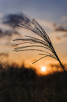 포토 JPG 주간 공원 서울 풍경 사람없음 야외 아웃포커스 노을 억새 하늘공원 국내포토 자연요소 식물 공공시설 한국 촬영기법 파일형식