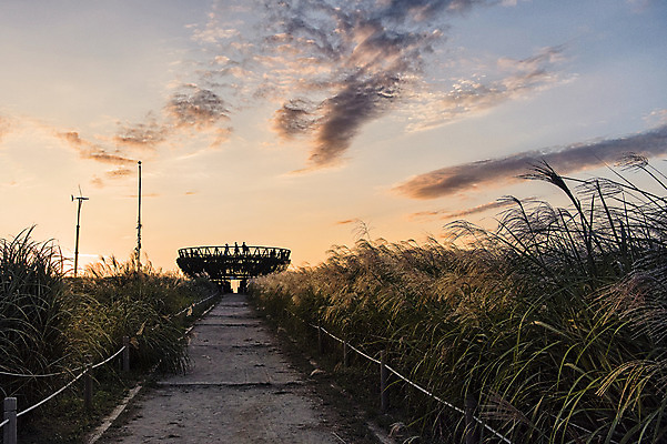 포토 JPG 주간 구름 공원 하늘 서울 풍경 여러명 야외 노을 산책로 억새 전망대 억새밭 하늘공원 국내포토 자연요소 식물 공공시설 길 다수 한국 사람 파일형식