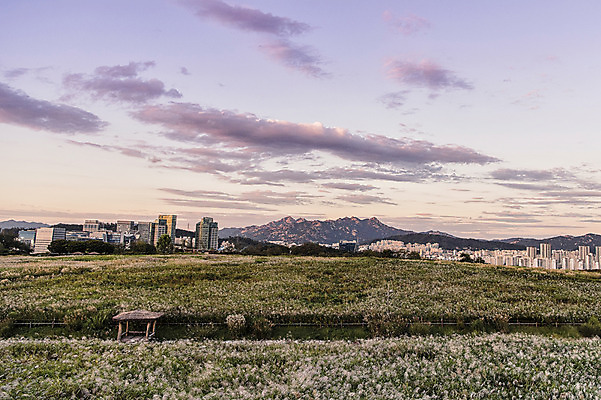 포토 JPG 주간 구름 공원 하늘 서울 풍경 빌딩 사람없음 야외 도시풍경 노을 오두막 억새 억새밭 하늘공원 국내포토 자연요소 식물 공공시설 한국 건물 도시 파일형식
