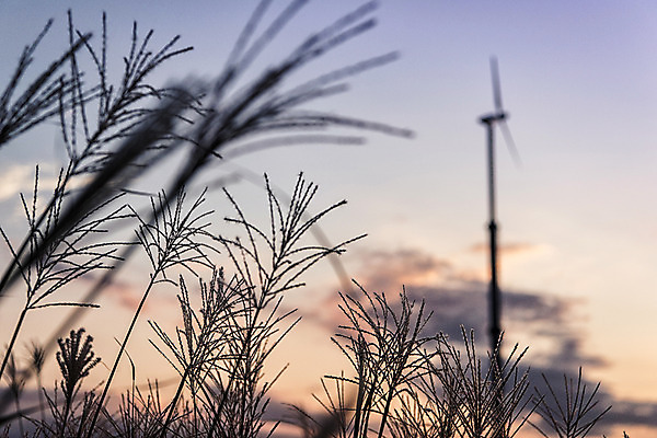 포토 JPG 주간 공원 서울 풍경 사람없음 야외 아웃포커스 노을 풍력에너지 억새 하늘공원 국내포토 자연요소 식물 공공시설 한국 촬영기법 그린에너지 파일형식