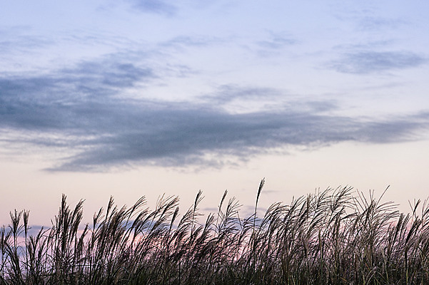 포토 JPG 주간 구름 공원 배경화면 백그라운드 하늘 바람 서울 풍경 사람없음 야외 노을 흔들림 억새 억새밭 하늘공원 국내포토 자연요소 식물 공공시설 모션 날씨 한국 파일형식