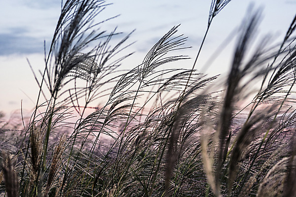 포토 JPG 주간 공원 바람 서울 풍경 사람없음 야외 노을 흔들림 억새 억새밭 하늘공원 국내포토 자연요소 식물 공공시설 모션 날씨 한국 파일형식