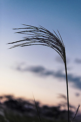 포토 JPG 주간 공원 바람 서울 풍경 사람없음 야외 아웃포커스 노을 흔들림 억새 하늘공원 국내포토 자연요소 식물 공공시설 모션 날씨 한국 촬영기법 파일형식