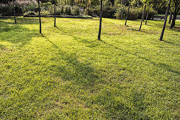 포토 JPG 주간 나무 공원 배경화면 백그라운드 서울 그림자 풍경 잔디 사람없음 야외 하늘공원 국내포토 자연요소 식물 공공시설 한국 파일형식