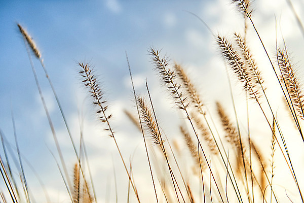 포토 JPG 주간 공원 배경화면 백그라운드 서울 풍경 사람없음 야외 아웃포커스 강아지풀 하늘공원 국내포토 자연요소 식물 공공시설 한국 촬영기법 한해살이풀 파일형식