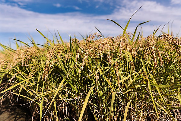 포토 JPG 주간 풍경 사람없음 야외 벼 가을 충청남도 당진 국내포토 자연요소 계절 곡류 충청도 파일형식