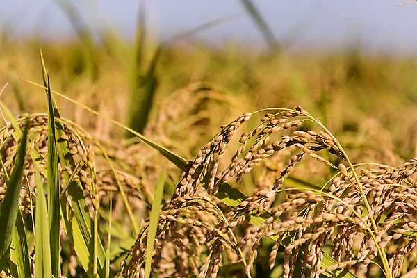 포토 JPG 주간 풍경 사람없음 야외 벼 가을 충청남도 당진 국내포토 자연요소 계절 곡류 충청도 파일형식