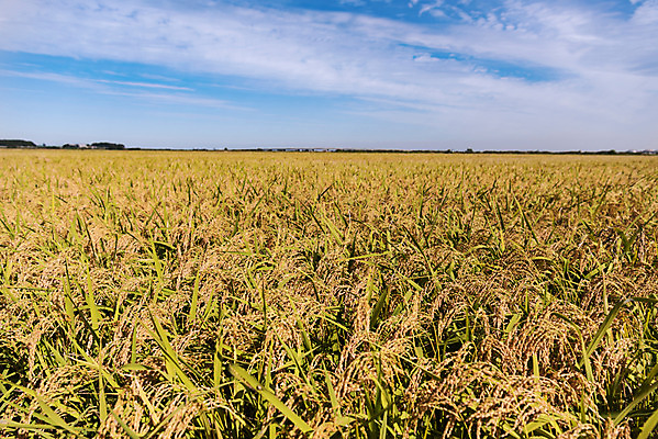 포토 JPG 주간 풍경 사람없음 야외 벼 가을 충청남도 당진 국내포토 자연요소 계절 곡류 충청도 파일형식