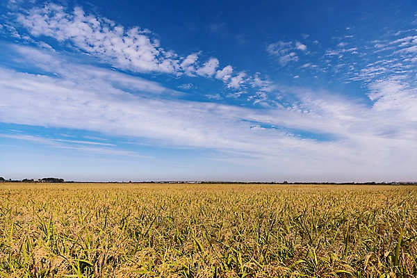 포토 JPG 주간 구름 하늘 풍경 사람없음 야외 벼 가을 충청남도 당진 국내포토 자연요소 계절 곡류 충청도 파일형식