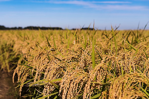포토 JPG 주간 풍경 사람없음 야외 벼 가을 충청남도 당진 국내포토 자연요소 계절 곡류 충청도 파일형식