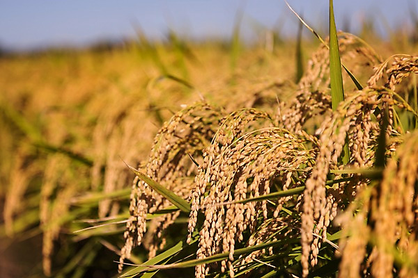 포토 JPG 주간 풍경 사람없음 야외 벼 가을 충청남도 당진 국내포토 자연요소 계절 곡류 충청도 파일형식