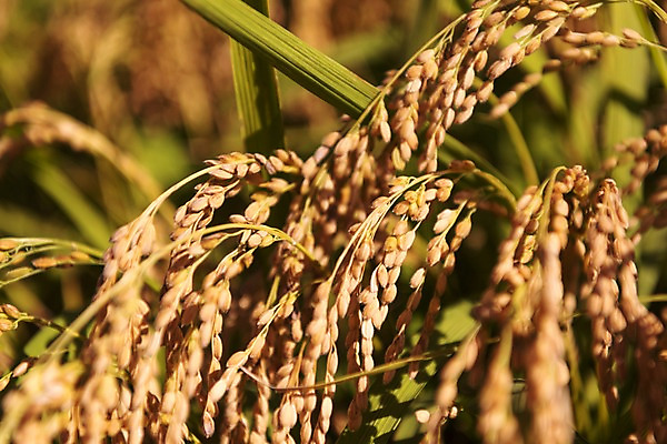 포토 JPG 주간 풍경 근접촬영 사람없음 야외 벼 가을 충청남도 당진 국내포토 자연요소 계절 뷰포인트 곡류 충청도 파일형식