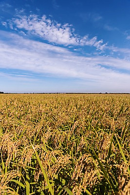 포토 JPG 주간 구름 하늘 풍경 사람없음 야외 벼 가을 충청남도 당진 국내포토 자연요소 계절 곡류 충청도 파일형식