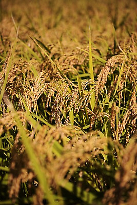 포토 JPG 주간 풍경 사람없음 야외 벼 가을 충청남도 당진 국내포토 자연요소 계절 곡류 충청도 파일형식