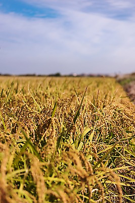 포토 JPG 주간 풍경 사람없음 야외 벼 가을 충청남도 당진 국내포토 자연요소 계절 곡류 충청도 파일형식