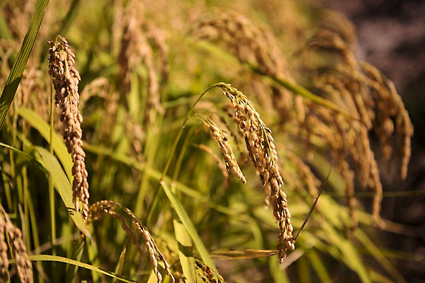 포토 JPG 주간 풍경 사람없음 야외 벼 가을 충청남도 당진 국내포토 자연요소 계절 곡류 충청도 파일형식