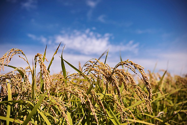 포토 JPG 주간 풍경 사람없음 야외 벼 가을 충청남도 당진 국내포토 자연요소 계절 곡류 충청도 파일형식