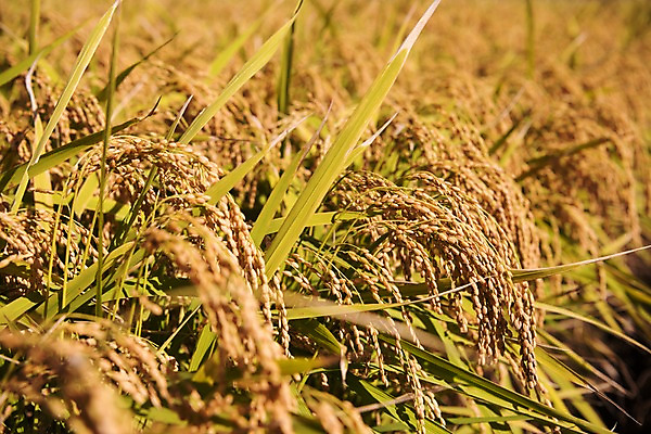 포토 JPG 주간 풍경 사람없음 야외 벼 가을 충청남도 당진 국내포토 자연요소 계절 곡류 충청도 파일형식