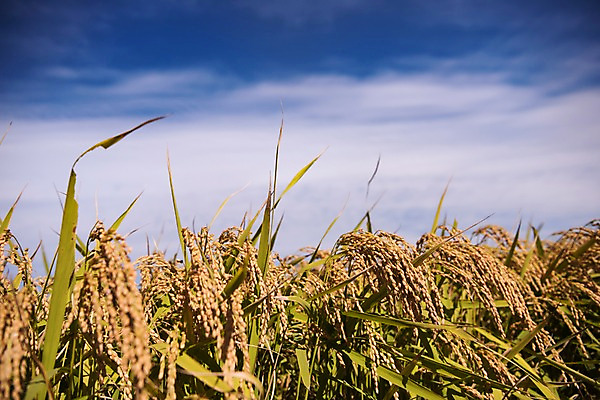 포토 JPG 주간 풍경 사람없음 야외 벼 가을 충청남도 당진 국내포토 자연요소 계절 곡류 충청도 파일형식
