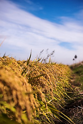 포토 JPG 주간 풍경 사람없음 야외 벼 가을 충청남도 당진 국내포토 자연요소 계절 곡류 충청도 파일형식