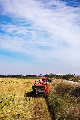 포토 JPG 주간 구름 하늘 풍경 사람없음 야외 수확 벼 가을 충청남도 콤바인 당진 국내포토 자연요소 계절 농업 곡류 농기구 충청도 파일형식