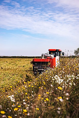 포토 JPG 주간 구름 하늘 풍경 사람없음 야외 벼 가을 충청남도 콤바인 당진 국내포토 자연요소 계절 곡류 농기구 충청도 파일형식