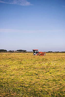 포토 JPG 주간 구름 하늘 풍경 사람없음 야외 벼 가을 충청남도 콤바인 당진 국내포토 자연요소 계절 곡류 농기구 충청도 파일형식