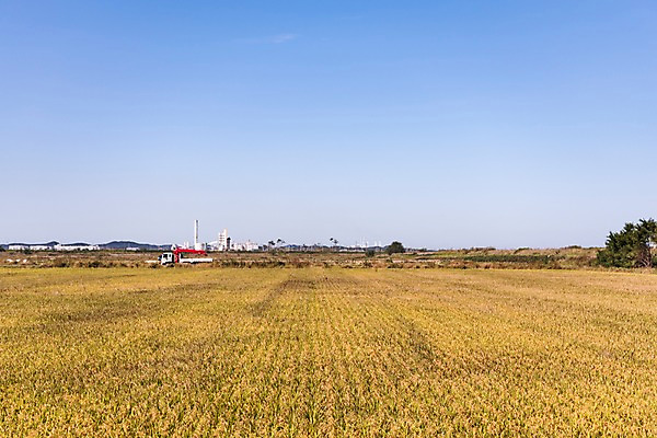 포토 JPG 주간 하늘 풍경 사람없음 야외 벼 가을 충청남도 당진 국내포토 자연요소 계절 곡류 충청도 파일형식