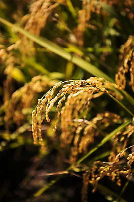 포토 JPG 주간 풍경 근접촬영 사람없음 야외 벼 가을 충청남도 당진 국내포토 자연요소 계절 뷰포인트 곡류 충청도 파일형식