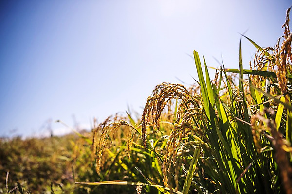 포토 JPG 주간 풍경 사람없음 야외 벼 가을 충청남도 당진 국내포토 자연요소 계절 곡류 충청도 파일형식
