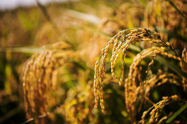 포토 JPG 주간 풍경 근접촬영 사람없음 야외 벼 가을 충청남도 당진 국내포토 자연요소 계절 뷰포인트 곡류 충청도 파일형식