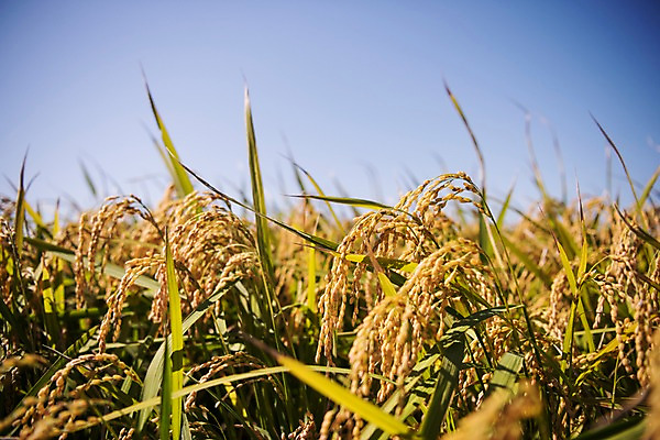 포토 JPG 주간 풍경 사람없음 야외 벼 가을 충청남도 당진 국내포토 자연요소 계절 곡류 충청도 파일형식