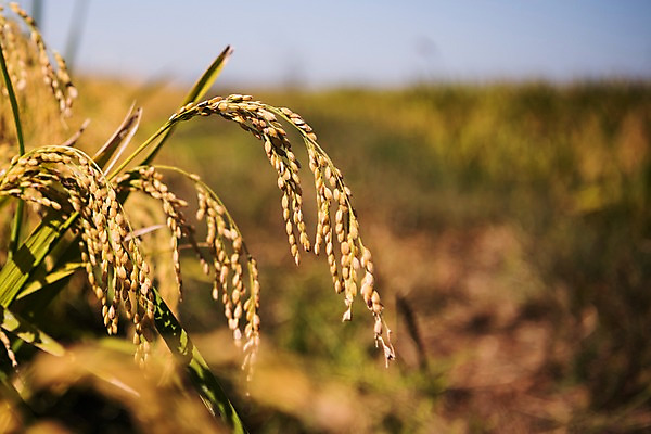 포토 JPG 주간 풍경 근접촬영 사람없음 야외 벼 가을 충청남도 당진 국내포토 자연요소 계절 뷰포인트 곡류 충청도 파일형식