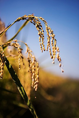 포토 JPG 주간 풍경 근접촬영 사람없음 야외 벼 가을 충청남도 당진 국내포토 자연요소 계절 뷰포인트 곡류 충청도 파일형식