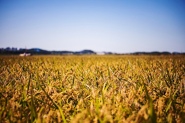 포토 JPG 주간 풍경 사람없음 야외 벼 가을 충청남도 당진 국내포토 자연요소 계절 곡류 충청도 파일형식