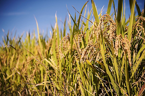 포토 JPG 주간 풍경 사람없음 야외 벼 가을 충청남도 당진 국내포토 자연요소 계절 곡류 충청도 파일형식